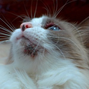 Feline Allergies