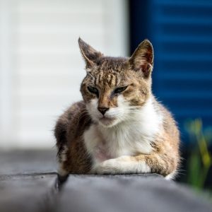 Older cat resting on a step