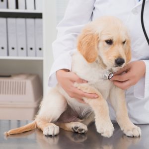 Veterinary nurse checking puppy's heart