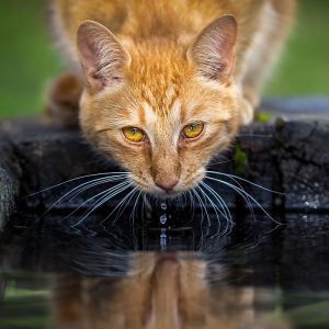 Thirsty Cat